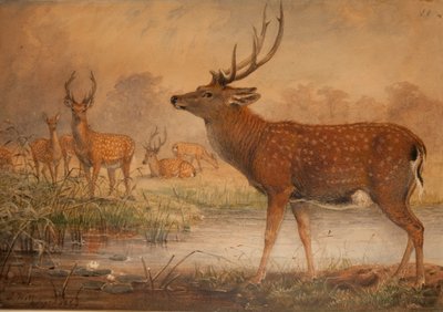Manchurian Deer by Joseph Wolf